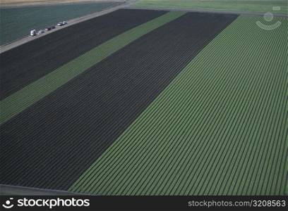 Aerial of red and green leaf lettuce field
