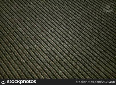 Aerial of red leaf lettuce field