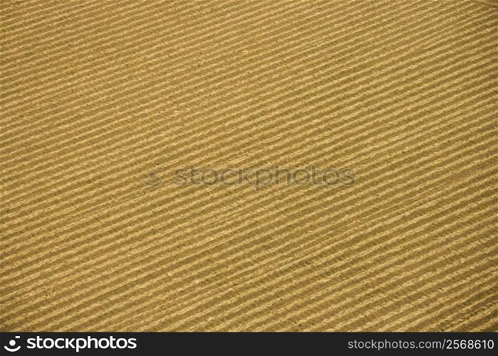Aerial of rows in agricultural cropland.