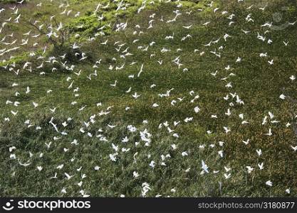 Aerial of white egrets in flight over green grassy field in Maui, Hawaii.