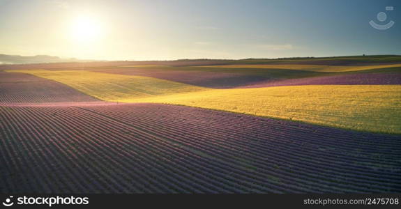 Aerial panorama of lavender and wheat meadow. Nature and agrecultural scene.