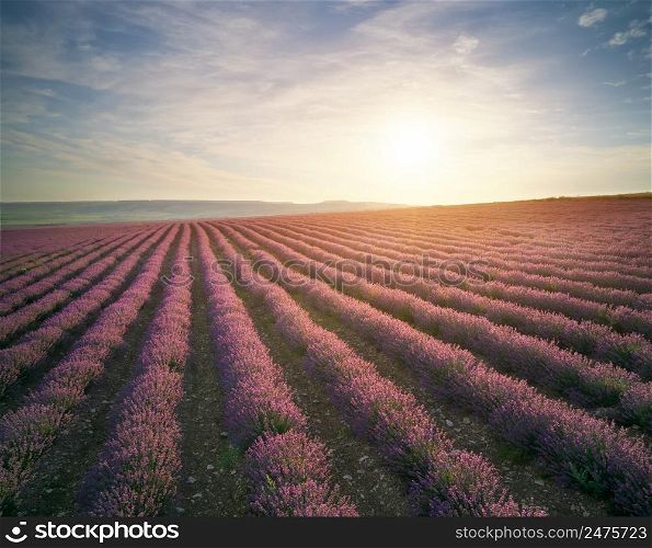 Aerial panorama of lavender and wheat meadow. Nature and agrecultural scene.