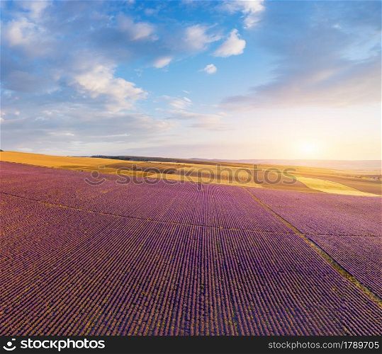 Aerial panorama view of big lavender meadow during the sunset. Nature composition.