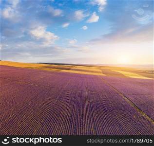 Aerial panorama view of big lavender meadow during the sunset. Nature composition.