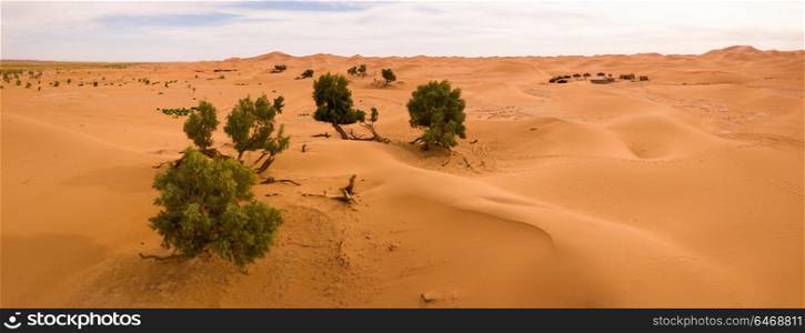 Aerial panorama view on sand dunes and trees in Sahara desert, Africa