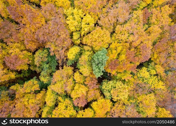 Aerial panoramic landscape from drone of colorful autumn trees at mixed forest area. Concept of travel and nature.. Aerial landscape from drone of autumn forest