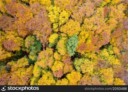 Aerial panoramic landscape from drone of colorful autumn trees at mixed forest area. Concept of travel and nature.. Aerial landscape from drone of autumn forest