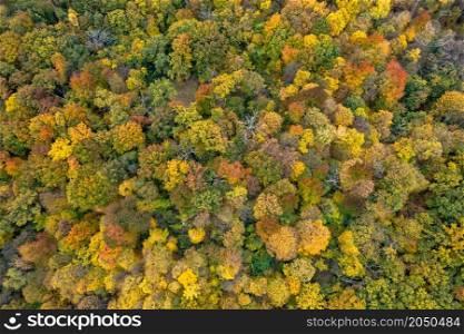 Aerial panoramic landscape from drone on autumn mixed forest with colorful leaves on trees. Seasonal beauty of nature.. Aerial landscape from drone on autumn forest