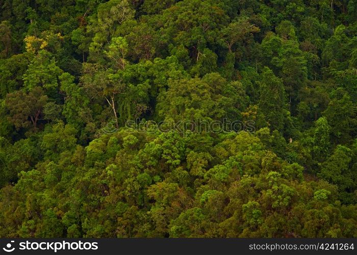 Aerial photo of a treetops