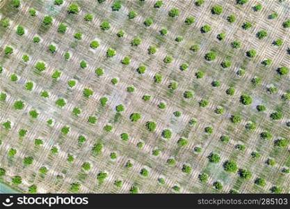 Aerial photography, top view of green trees rows. Agricultural fields, cultivated land.