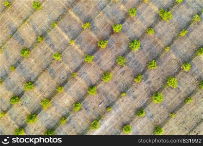 Aerial photography, top view of young green trees rows. Agricultural fields, cultivated land.