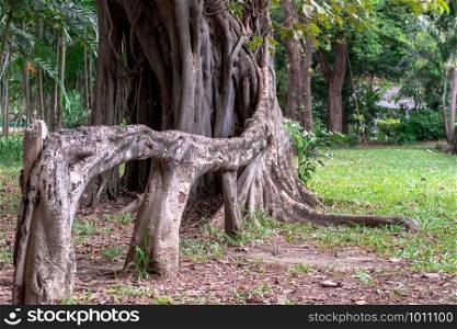 Aerial root of weeping fig (Ficus benjamina) like a bench in garden
