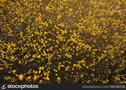 Aerial shoot of pine forest, high altitude at sunset, background. Aerial shoot of pine forest, high altitude at sunset