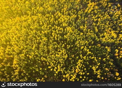 Aerial shoot of pine forest, high altitude at sunset, background. Aerial shoot of pine forest, high altitude at sunset