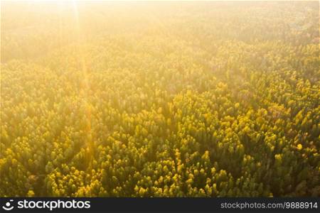 Aerial shoot of pine forest, high altitude at sunset, background. Aerial shoot of pine forest, high altitude at sunset