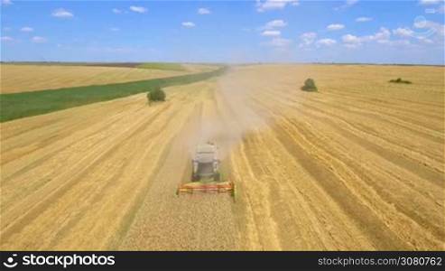 Aerial shot of combine harvester gathers the wheat in summer day. Harvesting grain field, crop season.