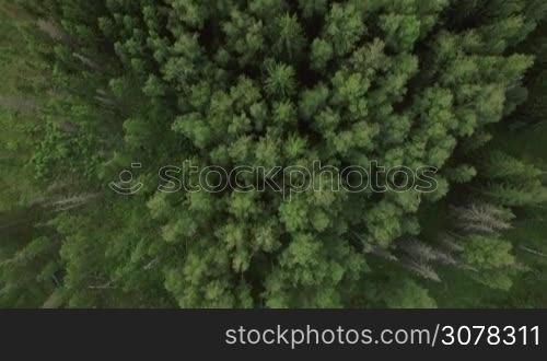 Aerial shot of green trees in the forest and houses of the village in Russia