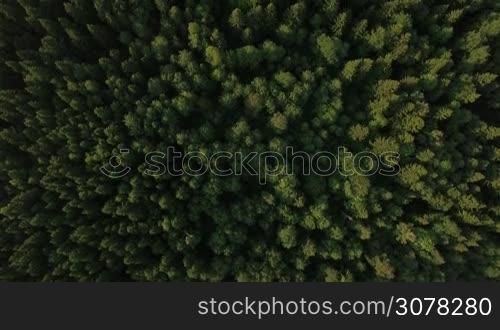 Aerial shot of green woods. Flying over green tree tops
