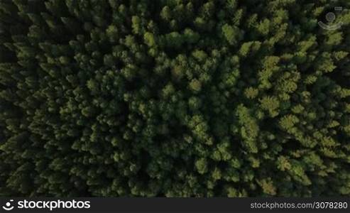 Aerial shot of green woods. Flying over green tree tops