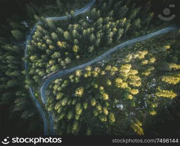 Aerial shot of trees