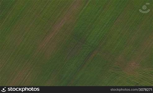 Aerial shot of vast green field in Russia. Farmlands in the countryside
