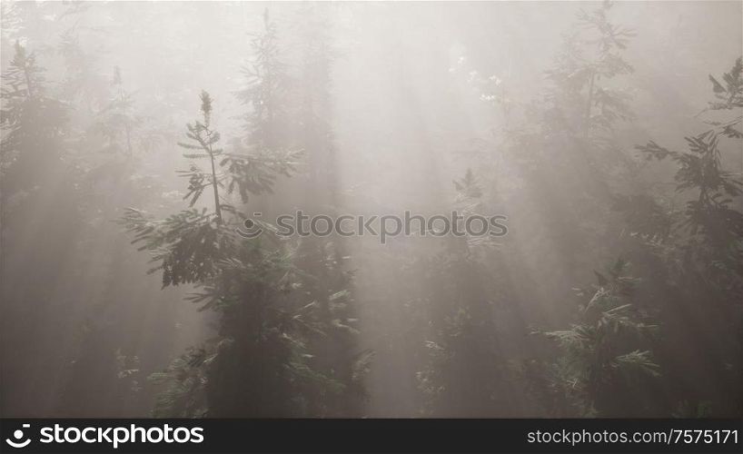 aerial sunrays in forest with fog