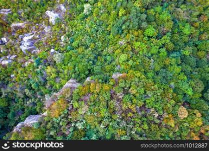 Aerial top-down view of an autumn forest with colorful trees. Beautiful fall scenery.