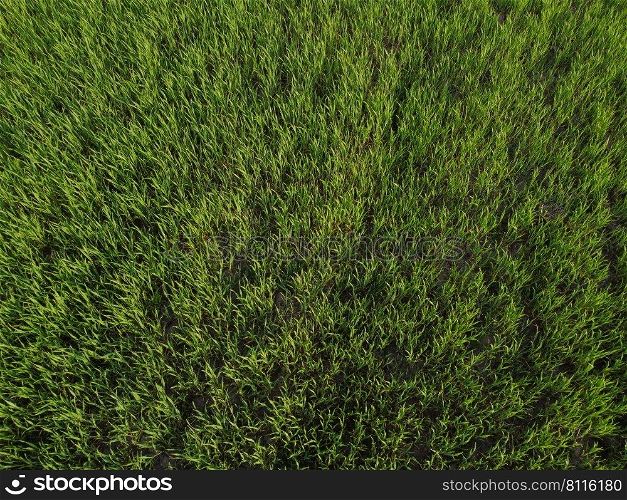 Aerial top down view of fresh green grass in meadow. Corn plants field, daylight, agricultural industry. Natural texture background, young wheat sprouts waving in wind. Harvest organic cultivate.. Aerial top down view of fresh green grass in meadow. Corn plants field, daylight, agricultural industry. Natural texture background, young wheat sprouts waving in wind. Harvest organic cultivate