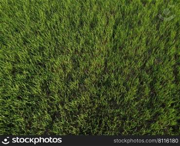 Aerial top down view of fresh green grass in meadow. Corn plants field, daylight, agricultural industry. Natural texture background, young wheat sprouts waving in wind. Harvest organic cultivate.. Aerial top down view of fresh green grass in meadow. Corn plants field, daylight, agricultural industry. Natural texture background, young wheat sprouts waving in wind. Harvest organic cultivate