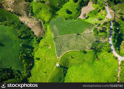 aerial top over view from drone Agricultural area leaves green tea on the mountain at farmland doi chiang rai Thailand