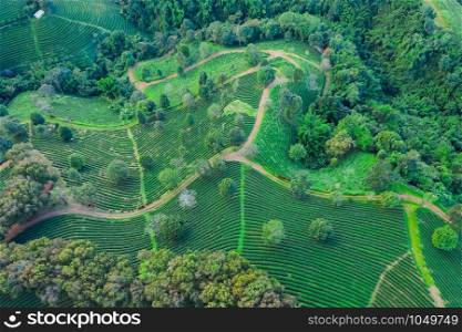 aerial top over view from drone Agricultural area leaves green tea on the mountain at farmland doi chiang rai Thailand
