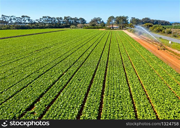 Aerial top shot from lettuce in the fields from Portugal