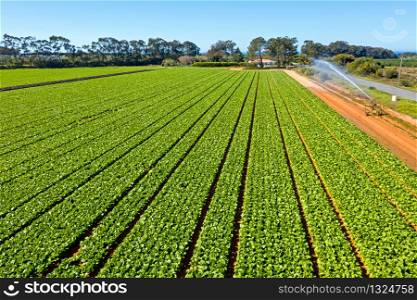 Aerial top shot from lettuce in the fields from Portugal