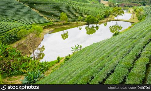 aerial top view Agricultural area leaves green tea on the mountain at farmland doi chiang rai Thailand