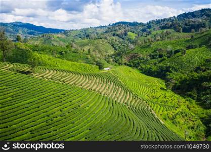 aerial top view Agricultural area leaves green tea on the mountain at farmland doi chiang rai Thailand