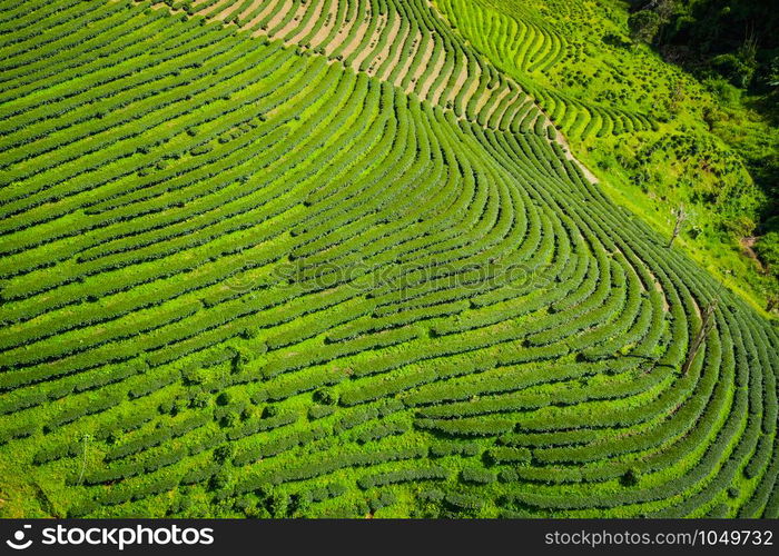 aerial top view Agricultural area leaves green tea on the mountain at farmland doi chiang rai Thailand