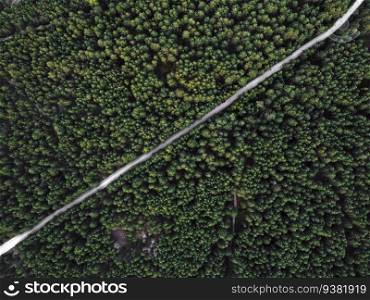 Aerial top view of a country road through a fir forest in summer in rural. pine forest from above. road in the pine forest.. Aerial top view of a country road through a fir forest in summer in rural. pine forest from above. road in the pine forest