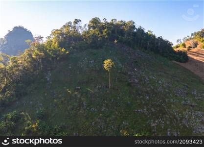 Aerial top view of a lonely tree with forest trees and green mountain hills. Nature landscape background, Thailand.