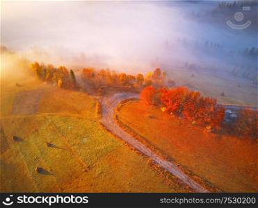 Aerial top view of autumn forest and fog. Drone view of tops of orange trees in autumn forest in foggy morning. Shot from above. Colorful sunrise, Fall colors. Europe, Carpathians, Ukraine
