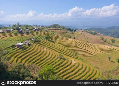 Aerial top view of dry paddy rice terraces, green agricultural fields in countryside, mountain hills valley in Asia, Pabongpieng, Chiang Mai, Thailand. Nature landscape. Crops harvest. drought