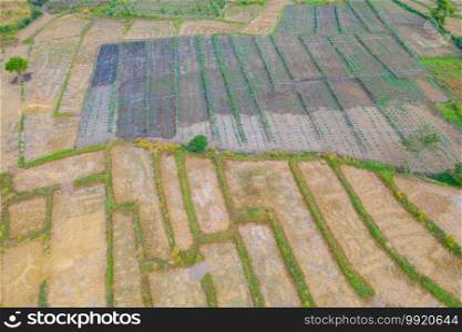 Aerial top view of dry paddy rice terraces, green agricultural fields in countryside or rural area, mountain hills valley in Asia, Thailand. Nature landscape background. Crops harvest. drought