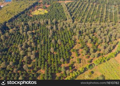 Aerial top view of forest trees and green Mountain hill. Nature landscape background, Thailand.