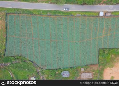Aerial top view of fresh grass, rice and crops field with green mountain hill in agriculture concept. Nature landscape background in Thailand. harvest