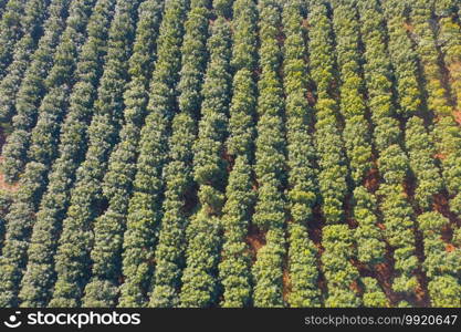 Aerial top view of fresh grass, rice and crops field with green mountain hill in agriculture concept. Nature landscape background in Thailand. harvest