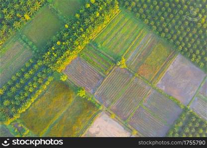 Aerial top view of fresh paddy rice and forest trees, green agricultural fields in countryside or rural area, mountain hills valley in Asia. Nature landscape background.