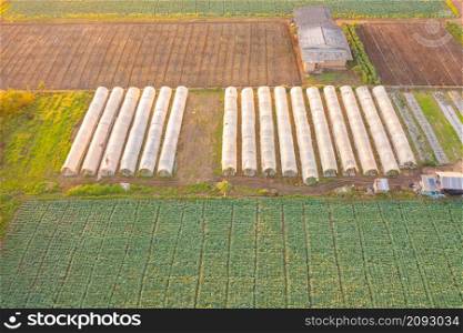 Aerial top view of green fresh tea or strawberry farm, agricultural plant fields in Asia. Rural area. Farm pattern texture. Nature landscape background. Chiang Mai, Thailand.