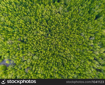 Aerial top view of lush green trees from above in tropical forest in national park and mountain or hill in summer season in Thailand. Natural landscape. Pattern texture background.