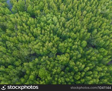 Aerial top view of lush green trees from above in tropical forest in national park and mountain or hill in summer season in Thailand. Natural landscape. Pattern texture background.