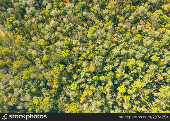 Aerial top view of lush green trees from above in tropical forest in national park and mountain or hill in summer season in Thailand. Natural landscape. Pattern texture background.