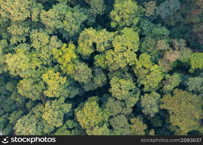 Aerial top view of lush green trees from above in tropical forest in national park and mountain or hill in summer season. Natural landscape. Pattern texture background.